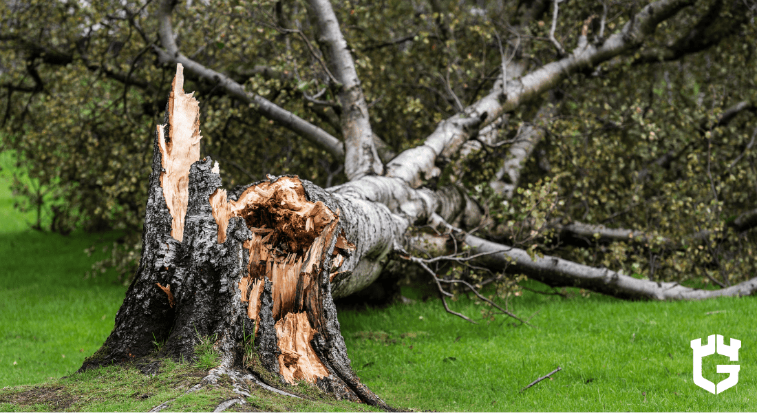 What Happens If My Neighbor S Tree Falls On My Property   GI Blogs 