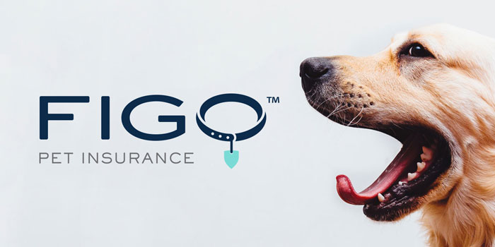 FIGO Pet Insurance logo beside a yawning golden retriever.
